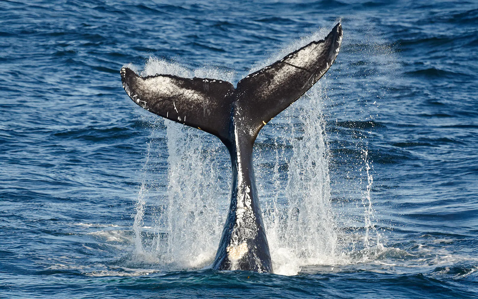 Whale breaching near boat during Reykjavik Classic Whale Watching tour.