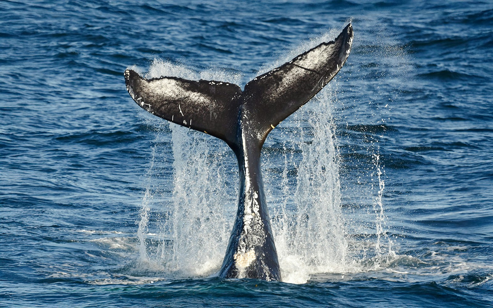 Fin whales in Reykjavik