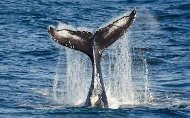 Whale breaching near boat during Reykjavik Classic Whale Watching tour.