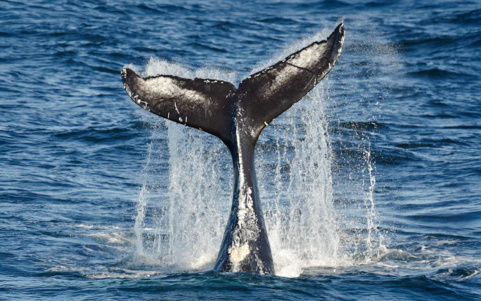 Whale breaching near boat during Reykjavik Classic Whale Watching tour.