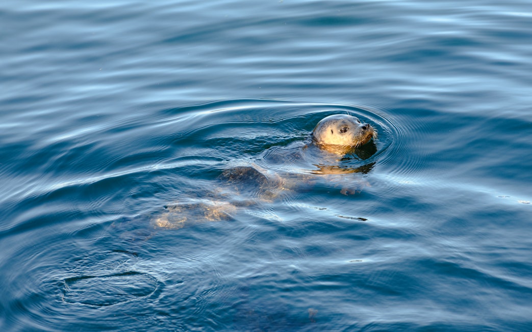 Seal swimming in ocean near cruise.