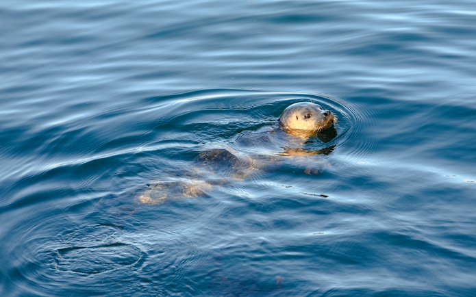 Seal swimming in ocean near cruise.