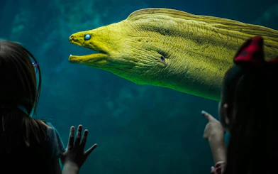 Children observing a moray eel at The Florida Aquarium, Tampa.