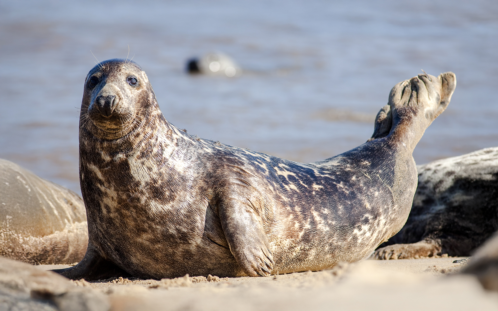 Adult grey seal resting on a sandy beach by the sea.