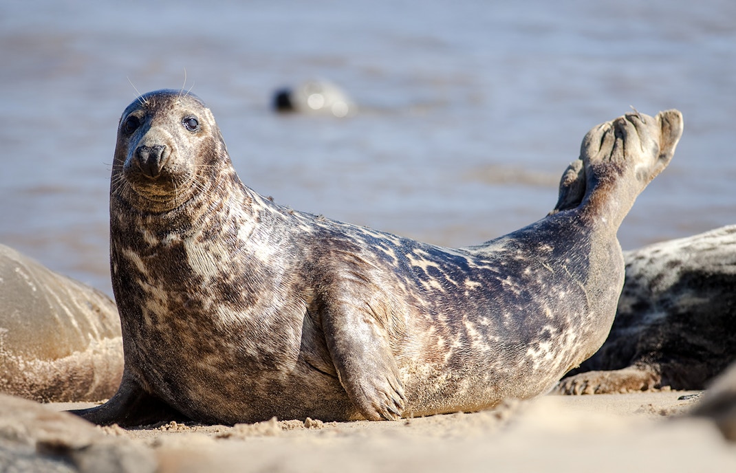 Adult grey seal resting on a sandy beach by the sea.