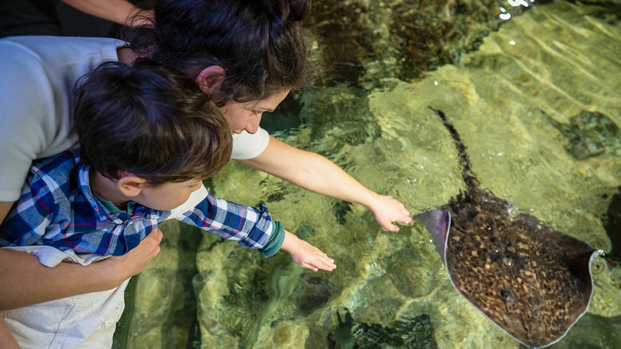 Child and adult touching a stingray at Nausicaá aquarium.