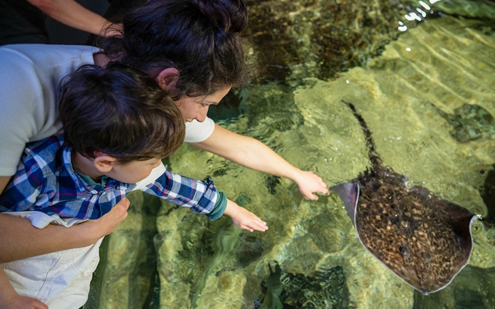 Child and adult touching a stingray at Nausicaá aquarium.