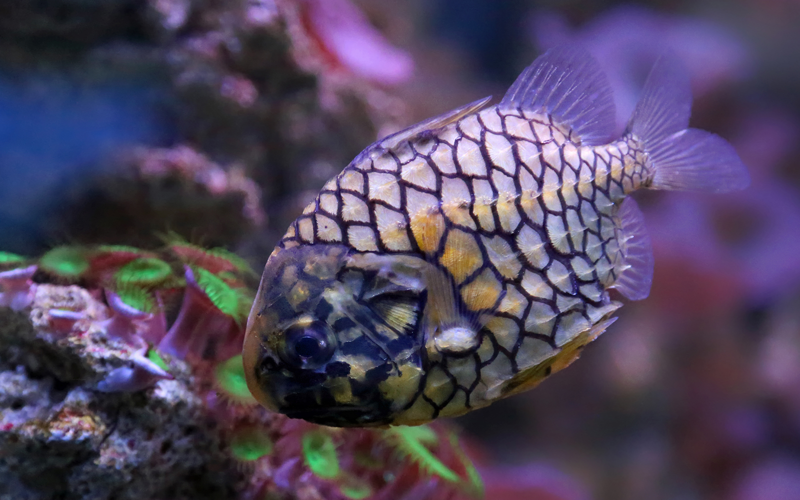 Pinecone Fish at Aquaria KLCC