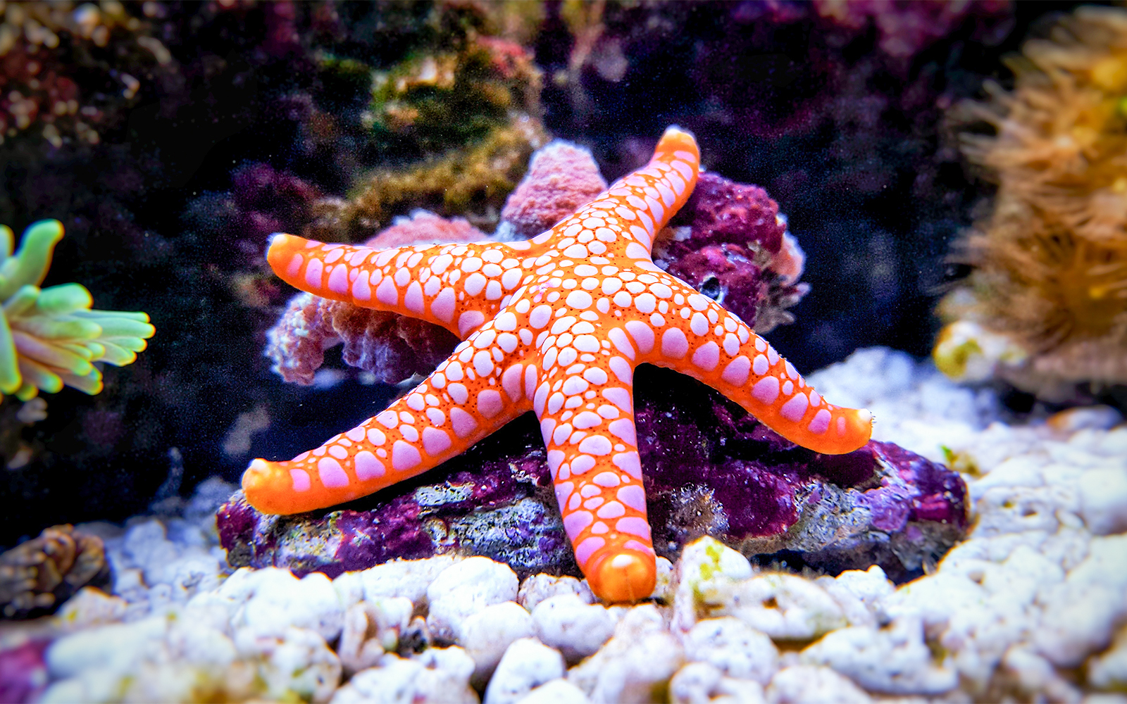 Visitors exploring SEA LIFE Bangkok Rockpools, touching and interacting with diverse marine life in a safe, supervised environment