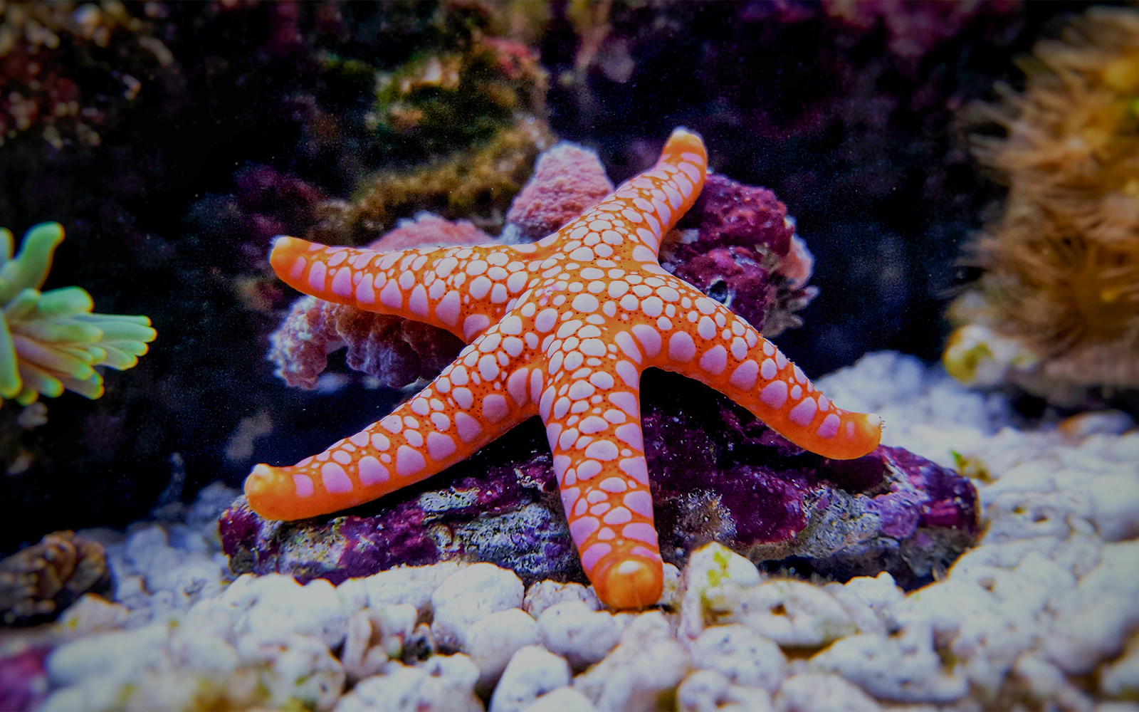 Colorful starfish on coral reef in an aquarium setting.