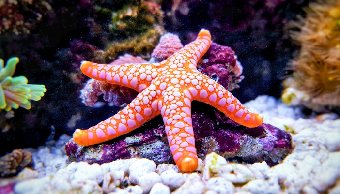 Colorful starfish on coral reef in an aquarium setting.