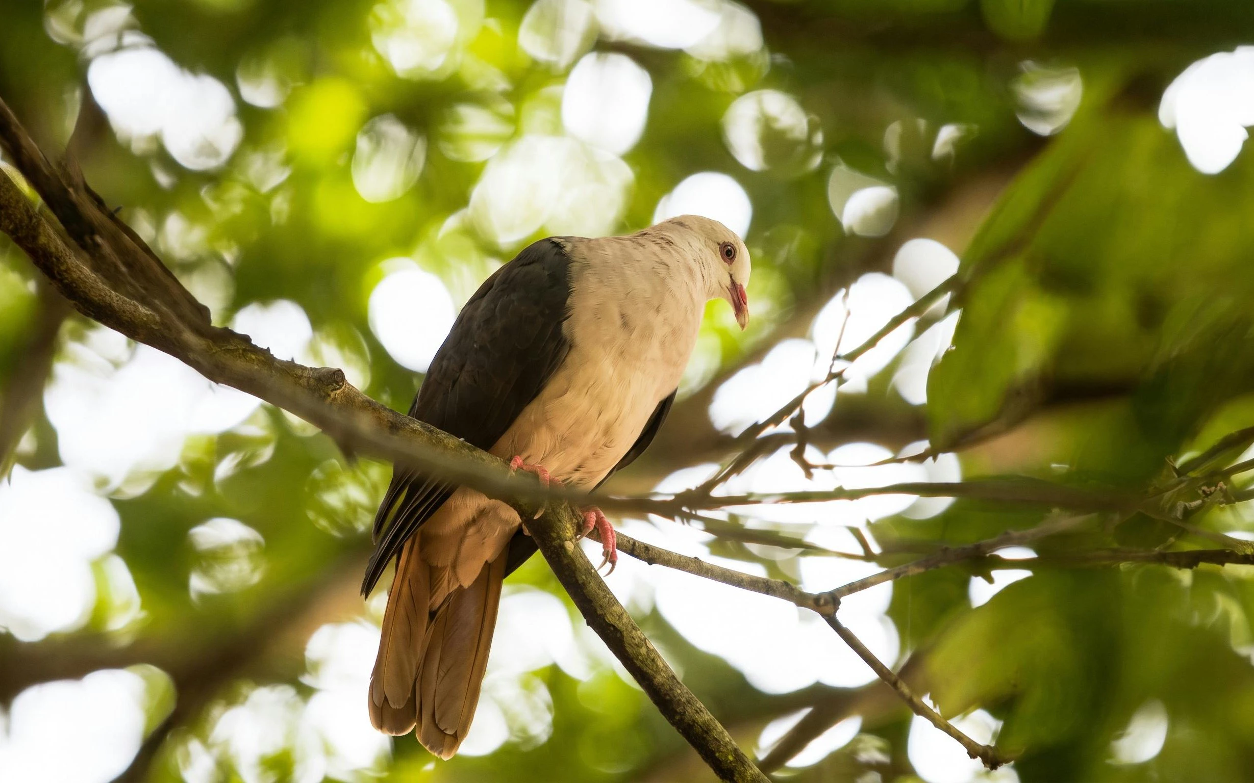 Bird perched on a branch in Bel Ombre walking trail, surrounded by lush greenery.