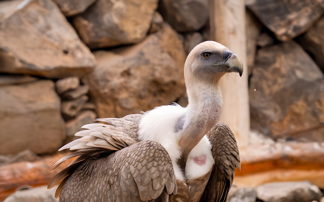 Vulture at Jungle Park Tenerife with rocky background.