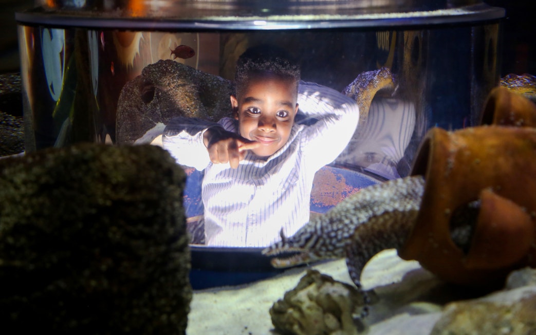 Child interacting with marine life at SEA LIFE Manchester aquarium.