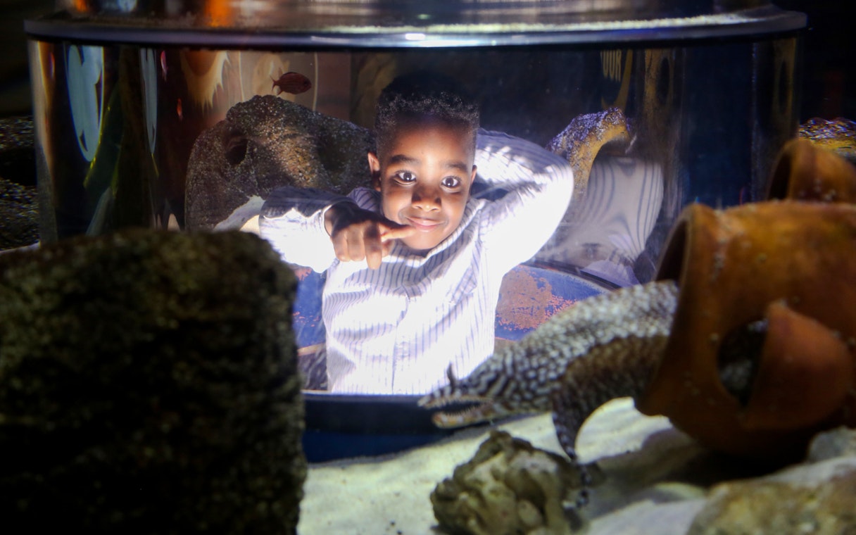 Child interacting with marine life at SEA LIFE Manchester aquarium.