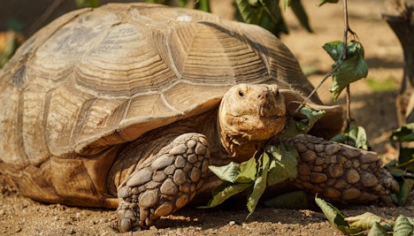 African Spurred Tortoise