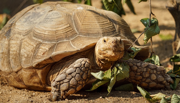 African Spurred Tortoise