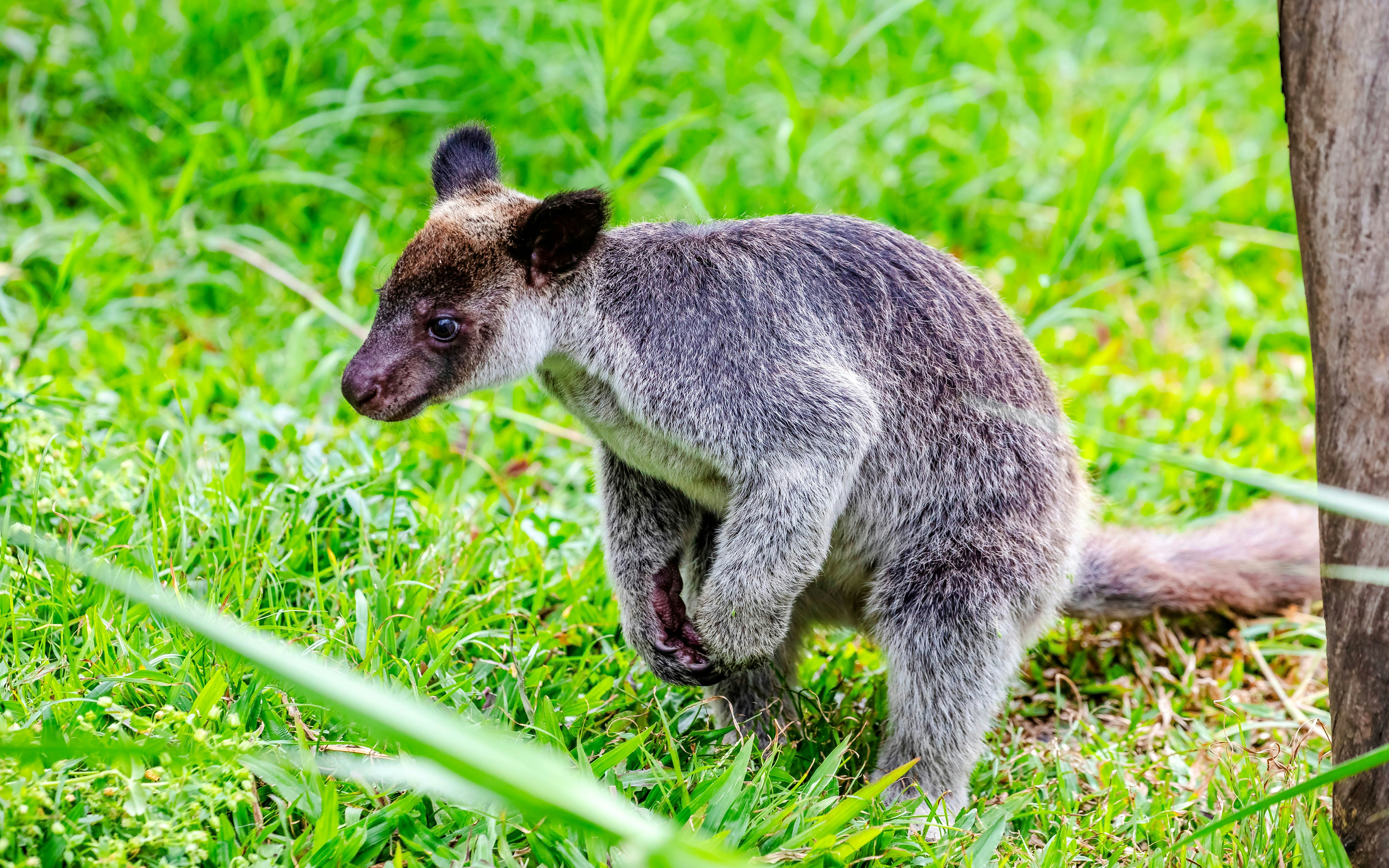 Tree-kangaroo standing on grass in a lush green environment.