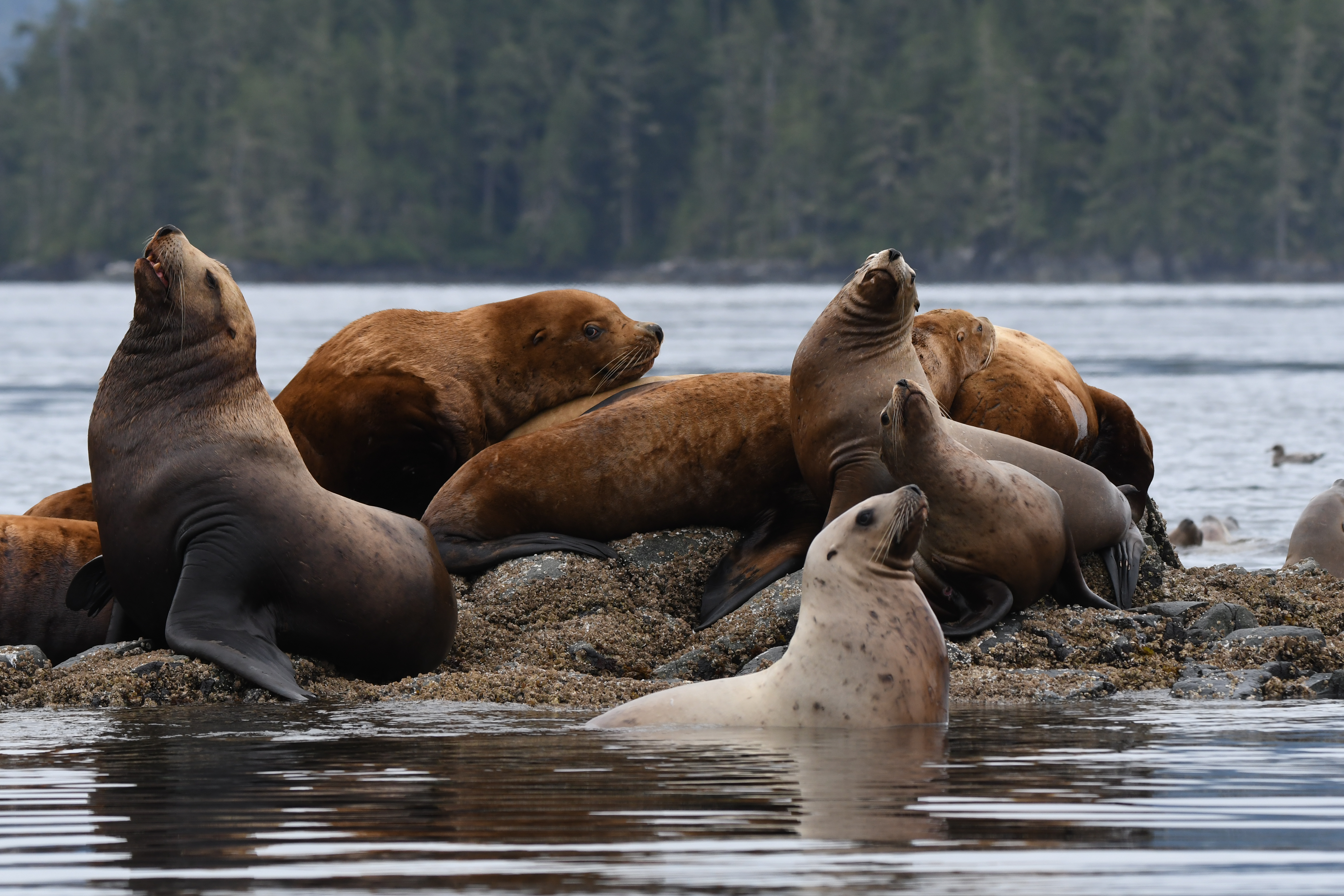Steller sea lions resting on rocks during Vancouver Whale Watching Tours.