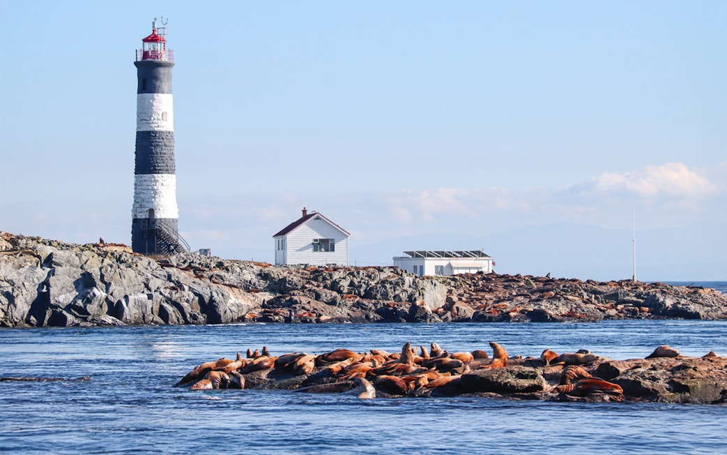Race Rocks Lighthouse with sea lions on rocky shore, British Columbia.