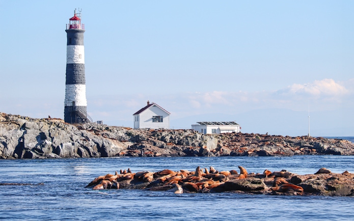 Race Rocks Lighthouse with sea lions on rocky shore, British Columbia.