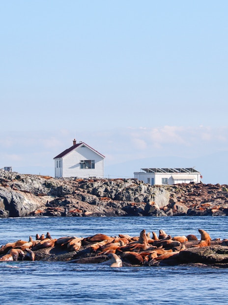 Race Rocks Lighthouse with sea lions on rocky shore, British Columbia.