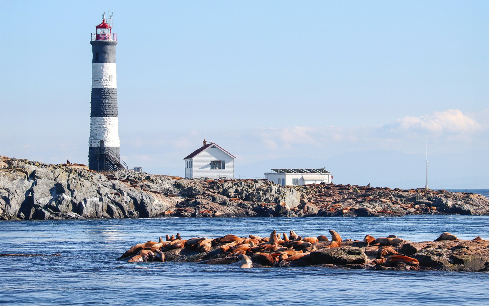 Steller sea lions resting on coastal rocks near the ocean in Victoria, Canada.