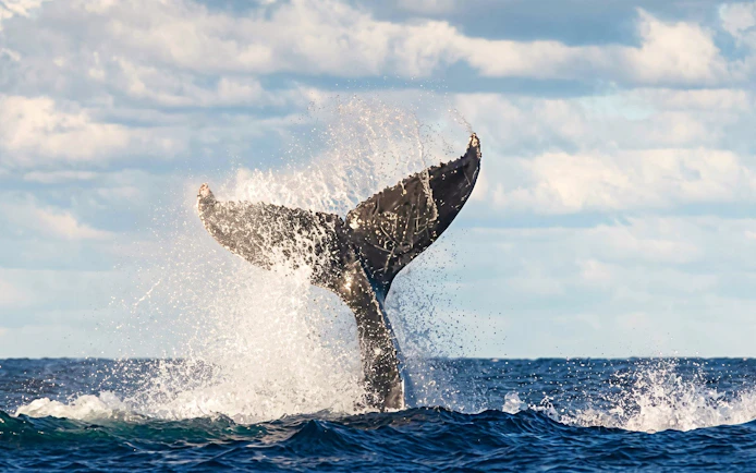 Whale tail splashing in ocean during Sydney whale watching cruise.