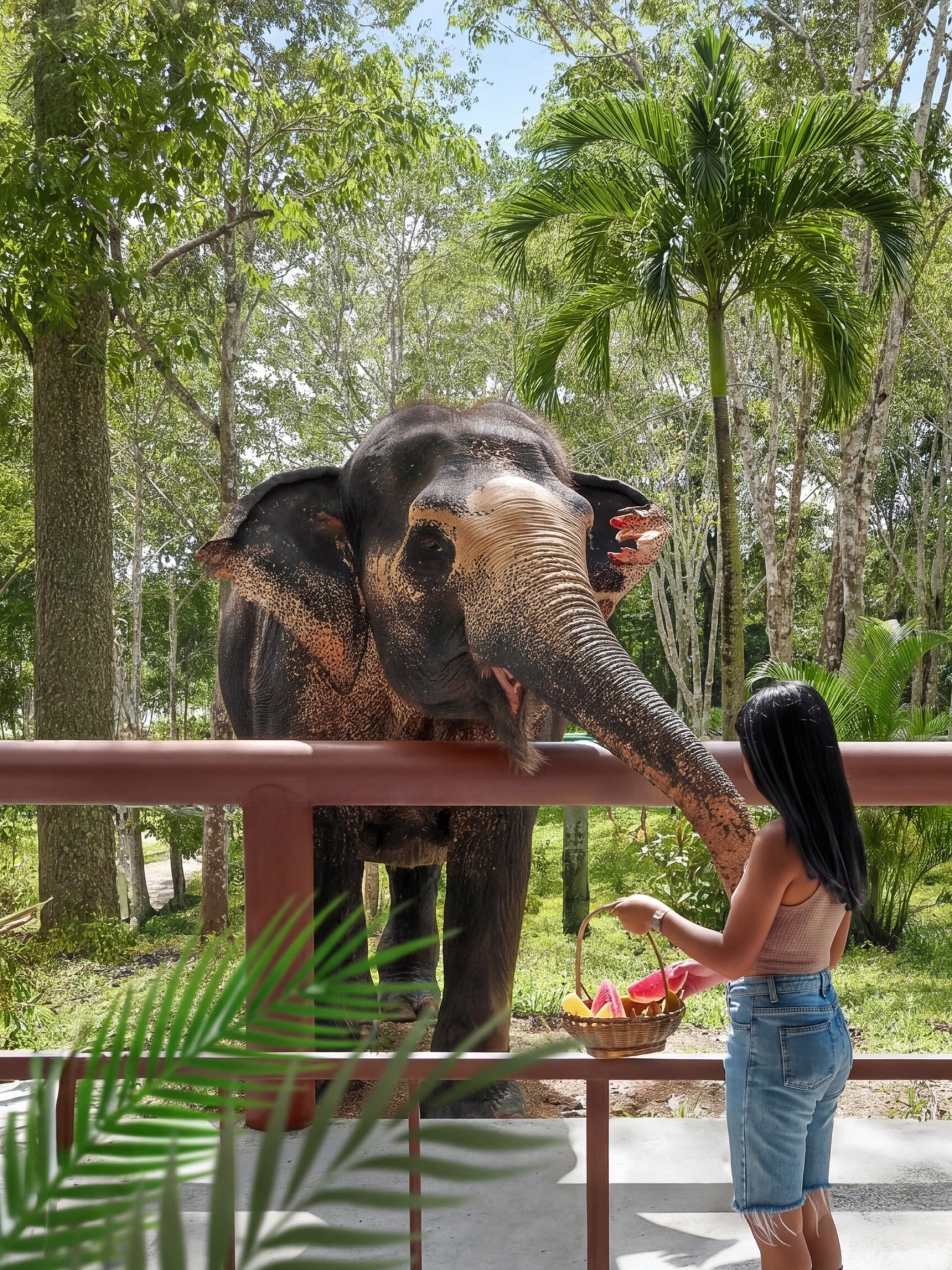 Sanktuarium słoni w Phuket