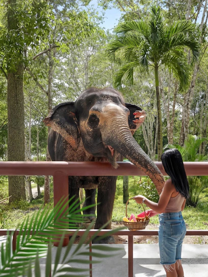 Woman feeding elephant at Phuket Elephant Sanctuary, Thailand.