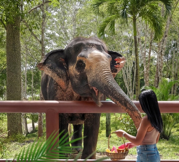 Woman feeding elephant at Phuket Elephant Sanctuary, Thailand.