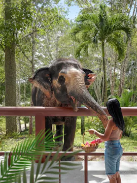 Olifantenreservaat in Phuket