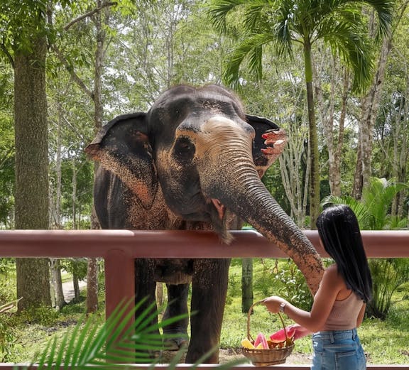 Woman feeding elephant at Phuket Elephant Sanctuary, Thailand.