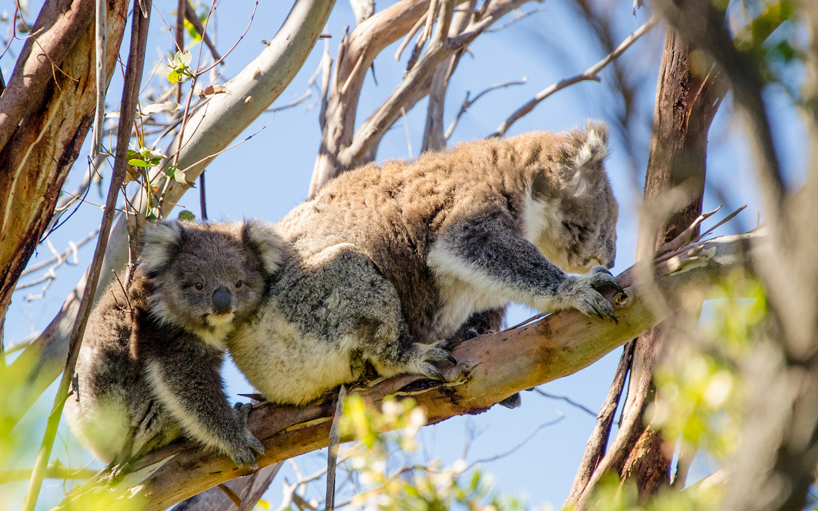 Koala’s at Paradise Country