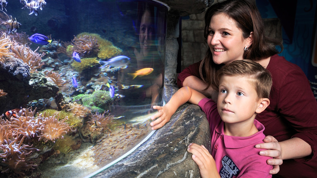 SEA LIFE Timmendorfer Strand timings