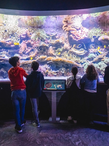 Visitors observing colorful corals and marine life at Seville Aquarium, Spain.