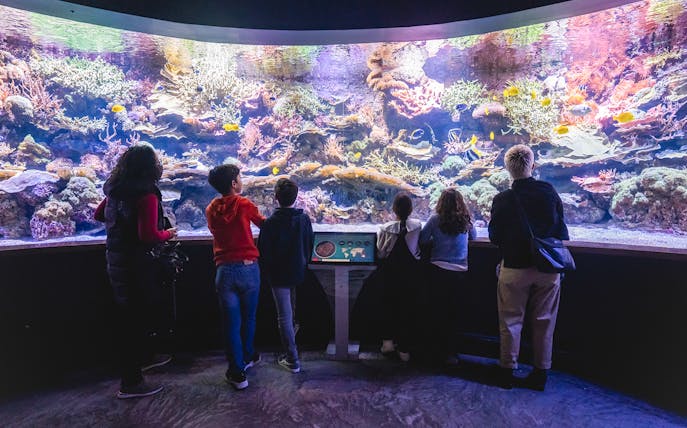 Visitors observing colorful corals and marine life at Seville Aquarium, Spain.