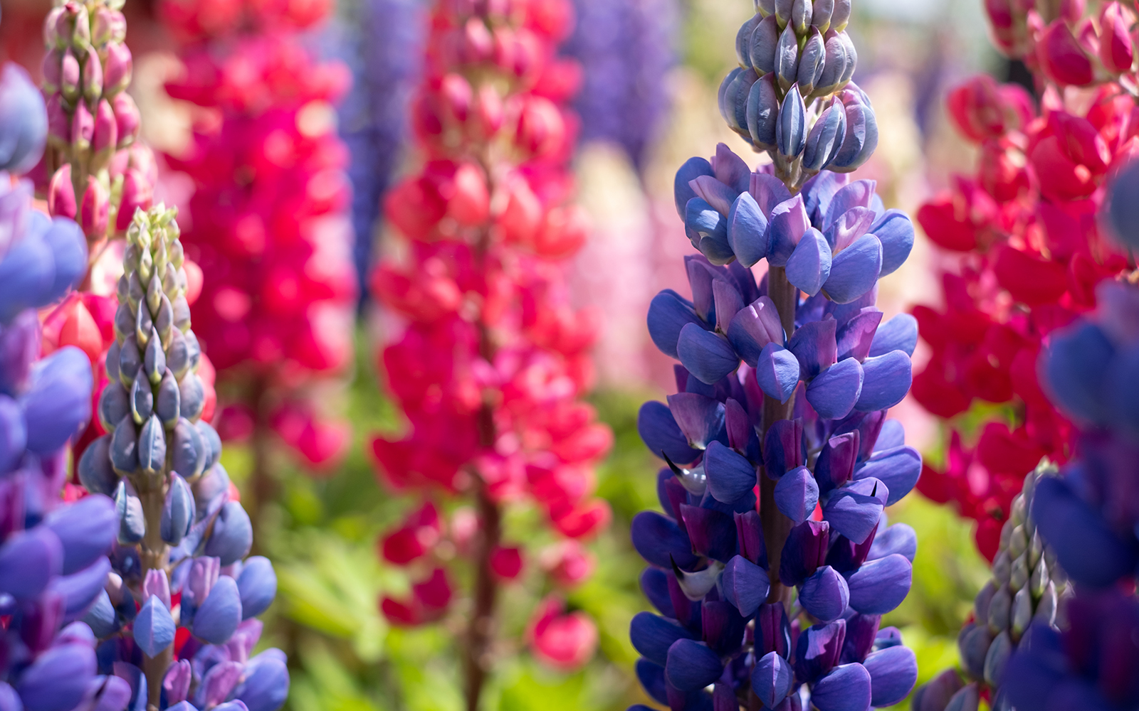 hampton court flower show