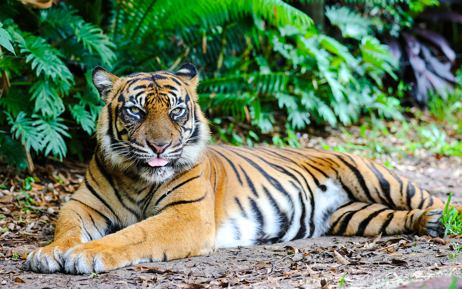 Kai the tiger at Dreamworld, Gold Coast's Tiger Island.