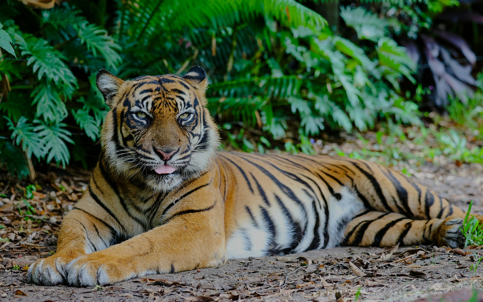 Kai the tiger at Dreamworld, Gold Coast's Tiger Island.