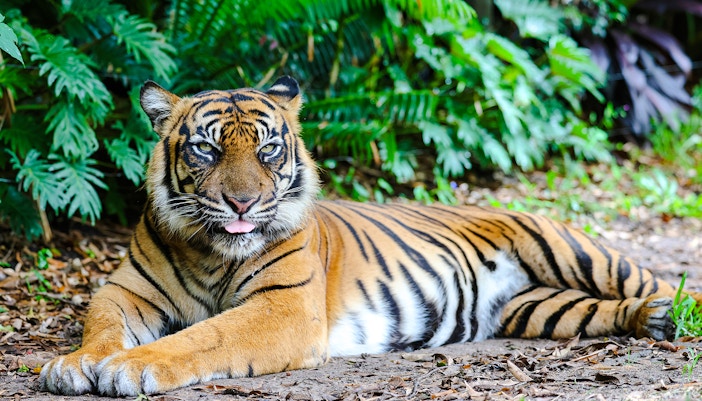 Kai the tiger at Dreamworld, Gold Coast's Tiger Island.