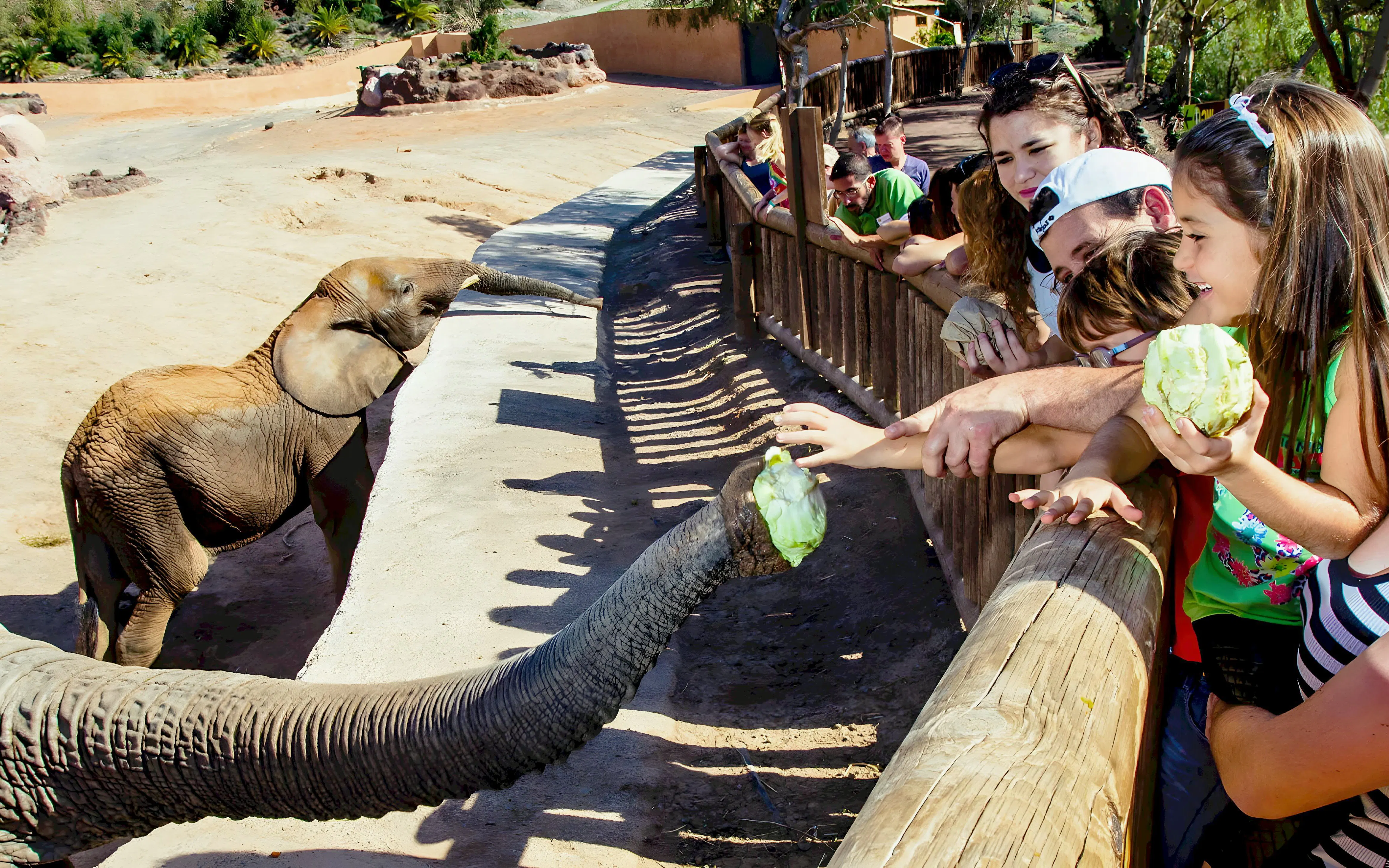 Elephant reaching for food from visitors at Oasis Wildlife show.