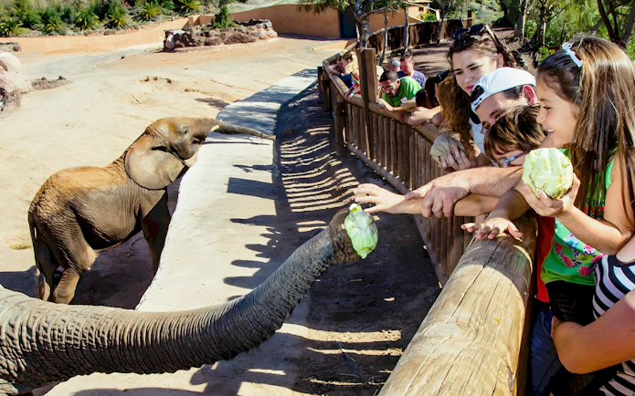 Elephant reaching for food from visitors at Oasis Wildlife show.