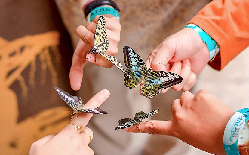 Guests interacting with butterflies at Entopia by Penang Butterfly Farm.