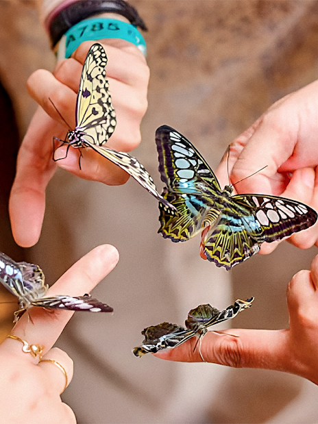 Guests interacting with butterflies at Entopia by Penang Butterfly Farm.
