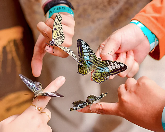 Entopia by Penang Butterfly Farm Tickets