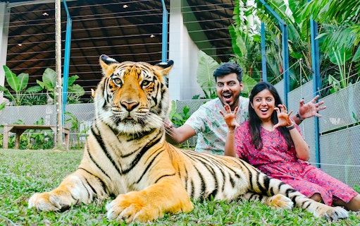 Couple posing with a tiger at Tiger Park Phuket, Thailand.