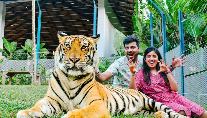 Couple with tiger at Tiger Park Phuket, Thailand.