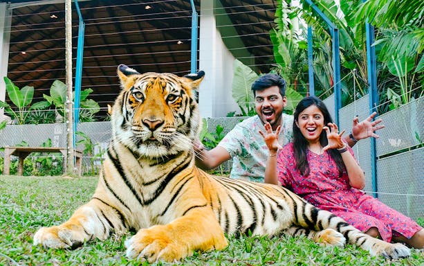 Couple posing with a tiger at Tiger Park Phuket, Thailand.