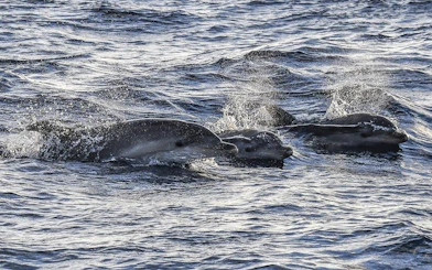 Dolphins swimming at sunrise during Mallorca catamaran tour.